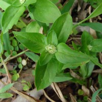 Spermacoce exilis (L.O.Williams) C.D.Adams ex W.C.Burger & C.M.Taylor